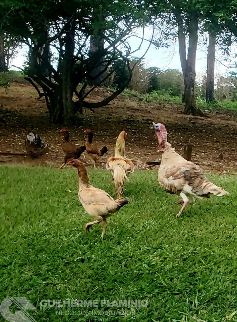 Zona Rural -  São José Do Rio Pardo/SP